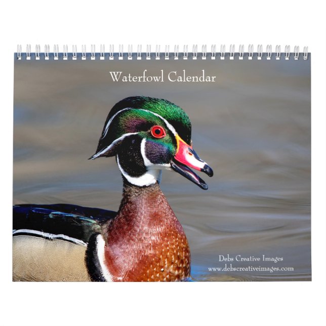 Wasservögel 2026 kalender (Titelbild)