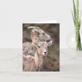 Watching Ewe - 4" x 5.6" Notecard Feiertagskarte