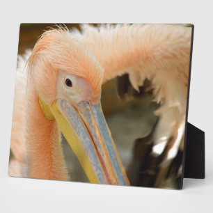 Watching You Pelican Plaque Fotoplatte
