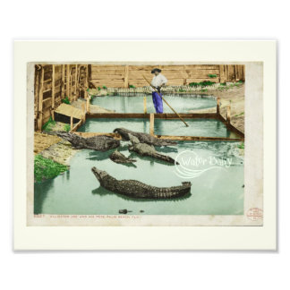 Water Baby Alligator Joe Fotodruck
