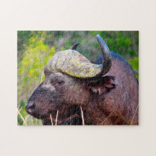 Water Buffalo
