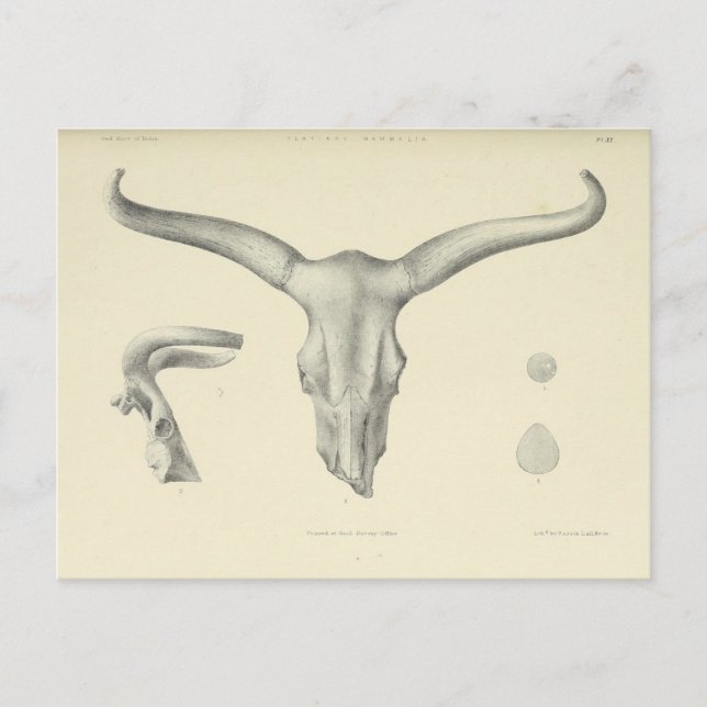 Water Buffalo Skull Horns Postkarte (Vorderseite)