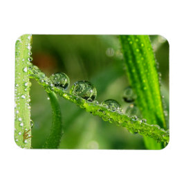 Water Drops on Green Grass Lush, Peaceful, Nature Magnet
