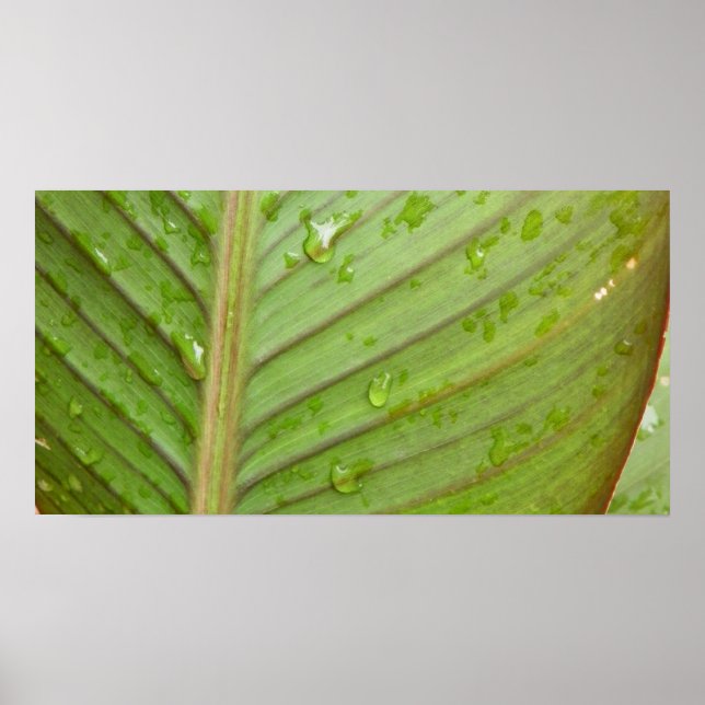 Water Drops on Leaf Photo Poster (Vorne)