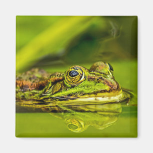 water frog magnet