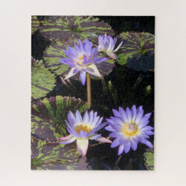 Water Lilies