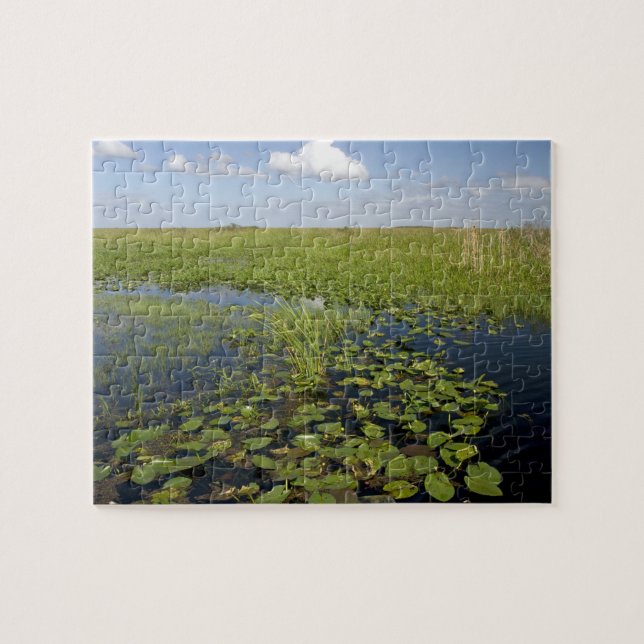 Water lilies and sawgrass in Florida everglades (Horizontal)