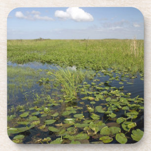 Water lilies and sawgrass in Florida everglades Getränkeuntersetzer
