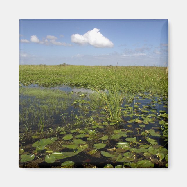 Water lilies and sawgrass in Florida everglades Magnet (Vorne)