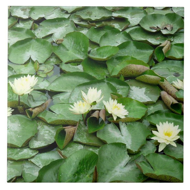 Water Lilies Fliese (Vorderseite)