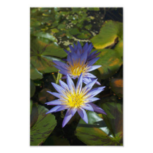 Water Lilies Foto Print