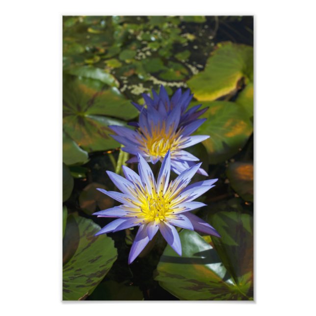Water Lilies Foto Print (Vorne)