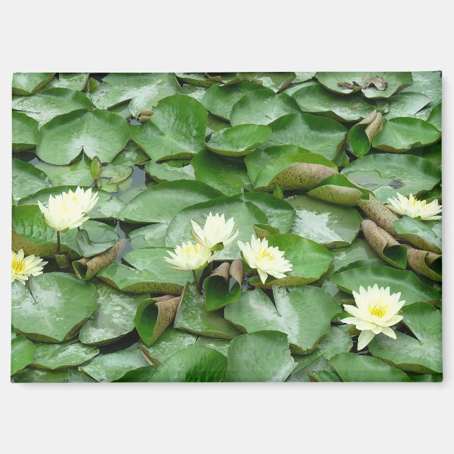 Water Lilies Magnet (Vorderseite)