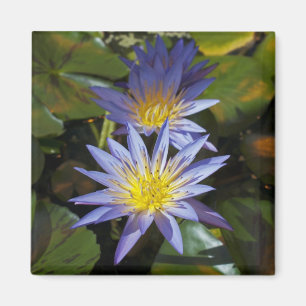 Water Lilies Magnet