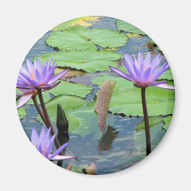 Water Lilies Magnet (Vorne)