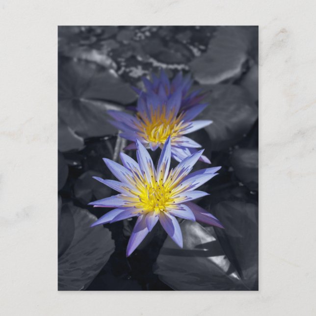 Water Lilies Postcard Postkarte (Vorderseite)
