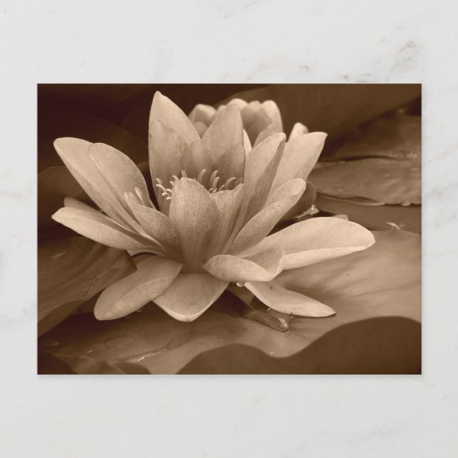 Water Lilly Card Postkarte (Vorderseite)