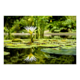 Water Lilly im botanischen Garten Poster