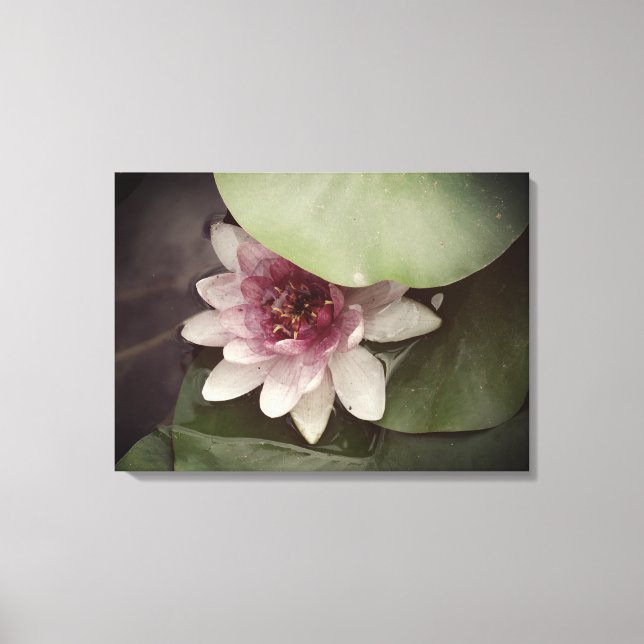 Water Lilly, Lotus Fotografy Wall Art Leinwanddruck (Vorderseite)
