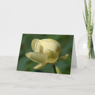 Water Lilly Lotus Karte