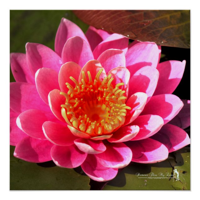 Water Lilly Poster (Vorderseite)