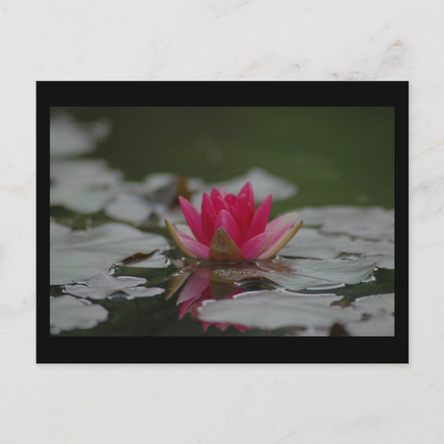 Water Lilly Postkarte (Vorderseite)