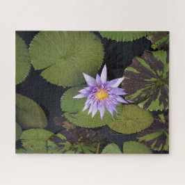 Water Lily