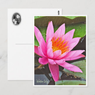 Water Lily ポストカード Postkarte