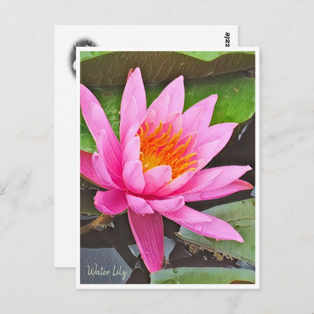 Water Lily ポストカード Postkarte (Vorne/Hinten)