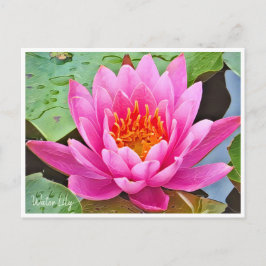 Water Lily ポストカード Postkarte