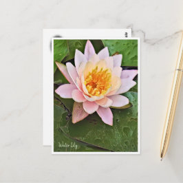 Water Lily ポストカード Postkarte