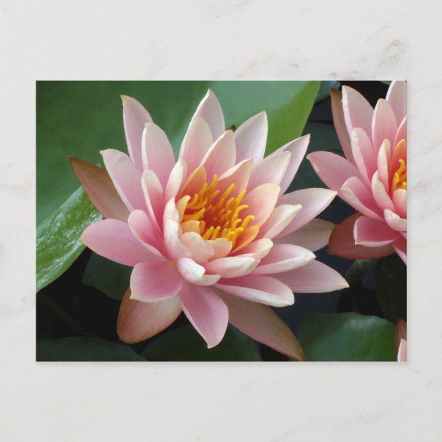 Water Lily Beauty Faire-part Carte postale (Devant)