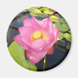 Water Lily Magnet
