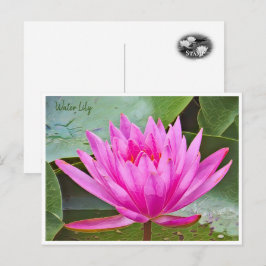 Water Lily Postkarte