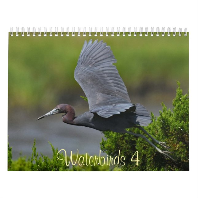 Waterbirds 4 kalender (Titelbild)