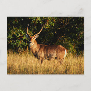 Waterbuck - Safari-Grußkarten Postkarte