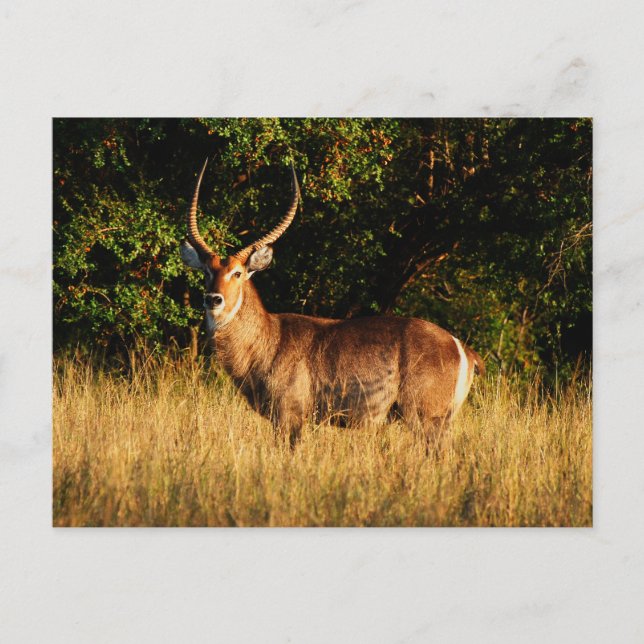 Waterbuck - Safari-Grußkarten Postkarte (Vorderseite)