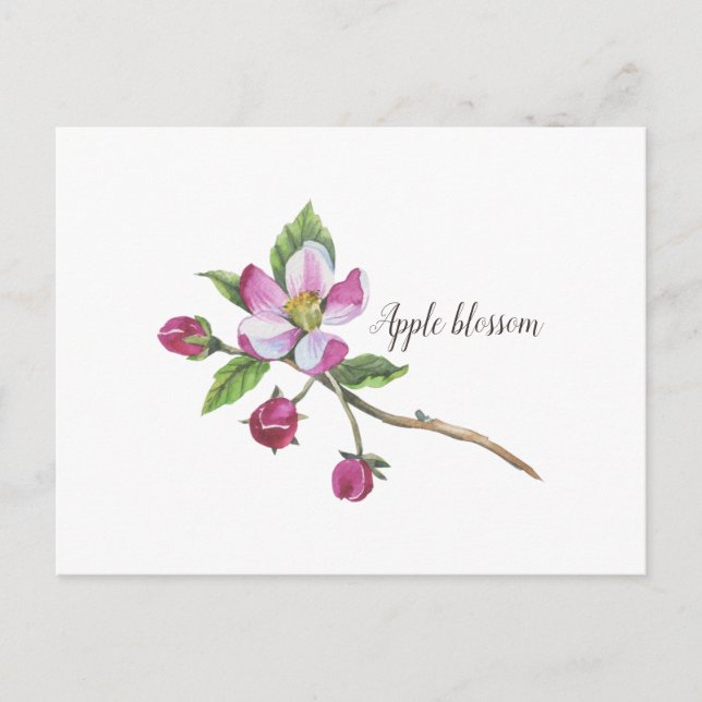 Watercolor Apple Blossom Postkarte (Vorderseite)