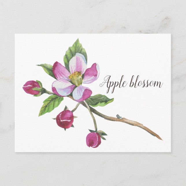 Watercolor Apple Blossom Postkarte (Vorderseite)