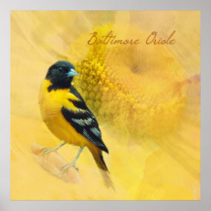 Watercolor Baltimore Oriole Poster
