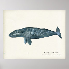 Watercolor Gray Whale Poster