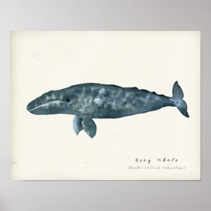 Watercolor Gray Whale Poster