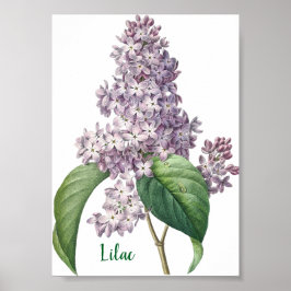 Watercolor Lavender Lilac Illustration Poster