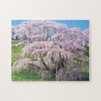 waterfall cherry blossom tree
