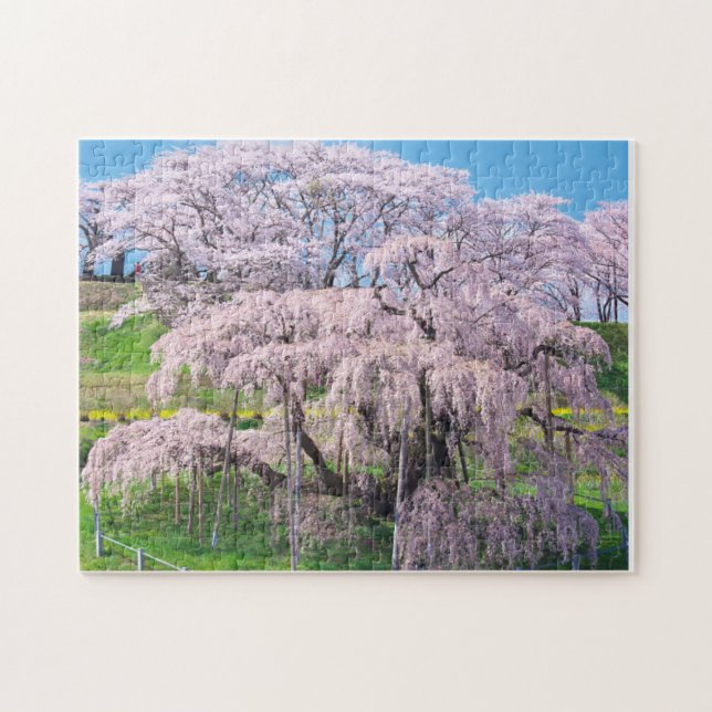 waterfall cherry blossom tree (Horizontal)