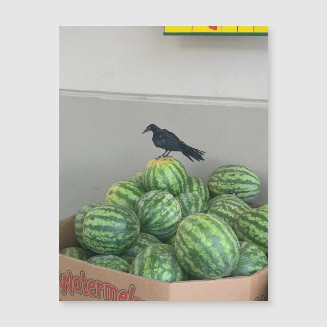 Watermelon Bird Magnet (Vorderseite)