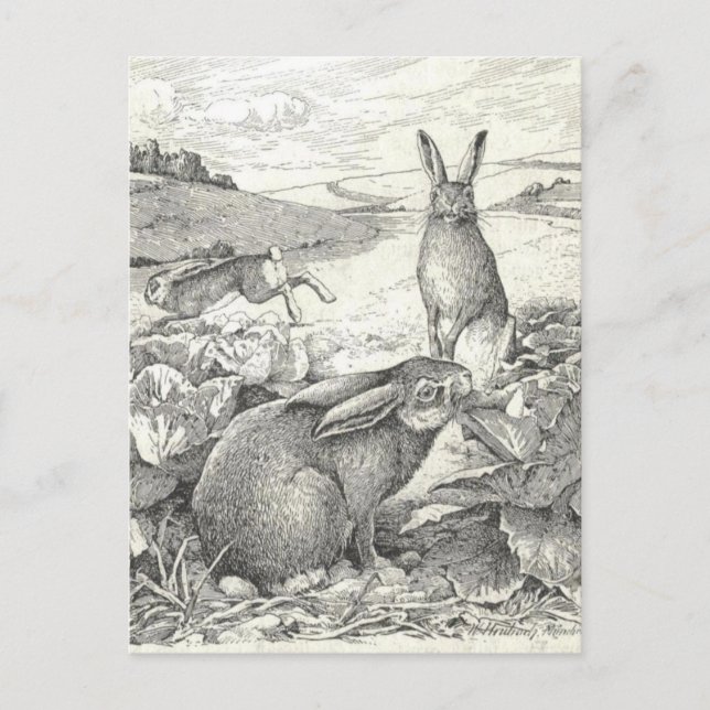 Watership Down Postkarte (Vorderseite)