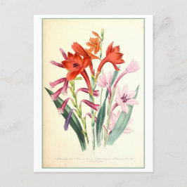 Watsonia Botanical Illustration Vintag Postkarte