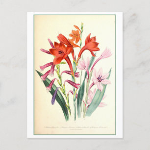 Watsonia Botanische Illustration Vintage Postkarte