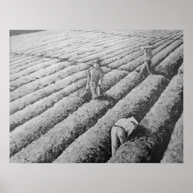 Watsonville Migrant Mexican Workers Poster (Vorne)